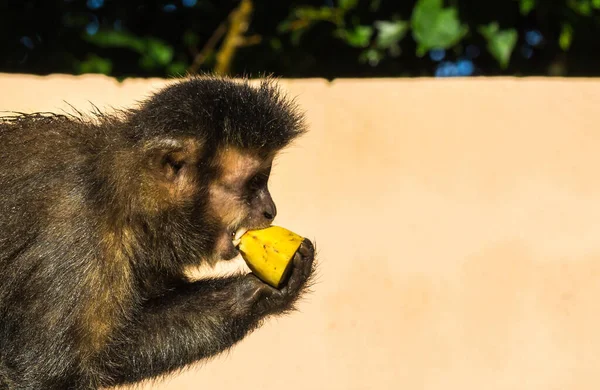 Egy Közeli Felvétel Egy Cuki Kapucinus Majomról Amint Banánt Eszik — Stock Fotó