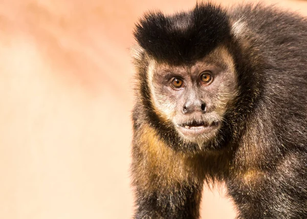 Närbild Söt Capuchin Apa — Stockfoto