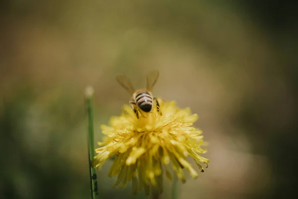 Primer Plano Una Abeja Diente León Amarillo —  Fotos de Stock