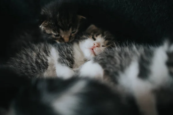 Closeup Shot Newborn Kitten — Stock Photo, Image