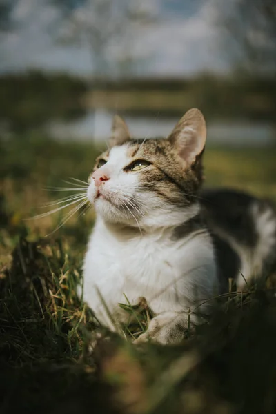 Gros Plan Chat Sur Terrain Avec Des Pissenlits — Photo