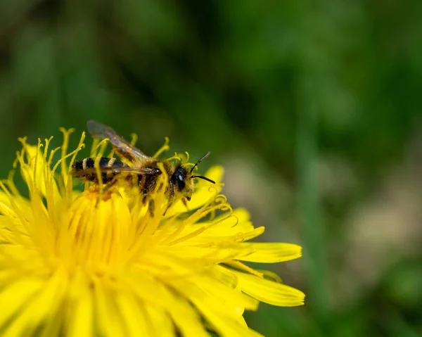Górnicza Pszczoła Andrena Jasnym Żółtym Kwiecie Ogrodzie — Zdjęcie stockowe