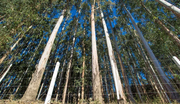 Tiro Ângulo Baixo Árvores Altas Uma Floresta — Fotografia de Stock