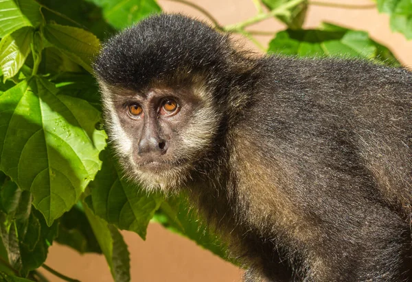 Een Closeup Shot Van Een Schattig Kapucijner Aap — Stockfoto