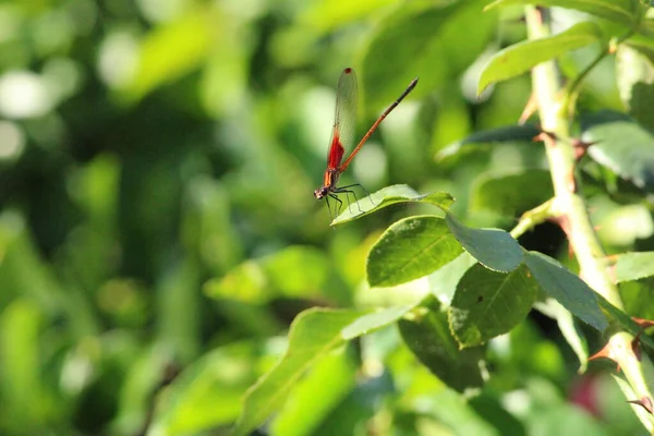 Selective Focus Shot Dragonfly Perched Green Leaf — Stock Photo, Image