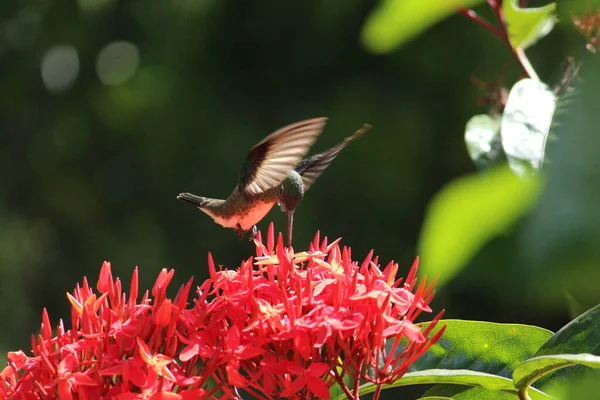 Selektivní Zaostření Záběr Kolibříka Krmení Červené Květy Ixora — Stock fotografie