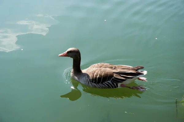 湖上有几只鸭子的特写 — 图库照片