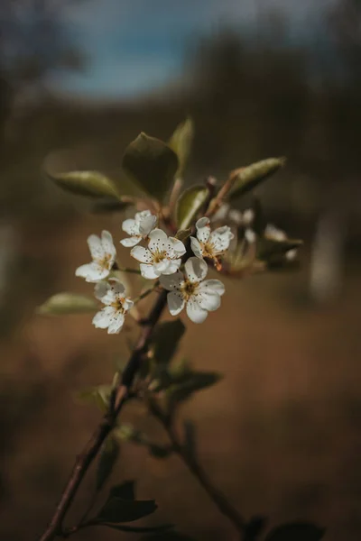 一张特写的树花照片 — 图库照片