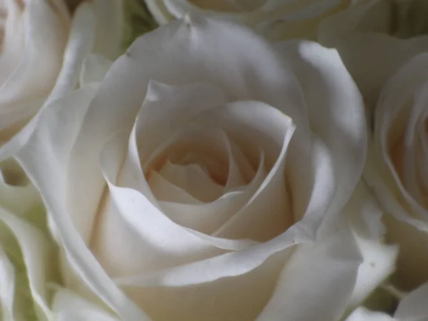 Een Close Shot Van Een Mooie Witte Roos Bloem — Stockfoto