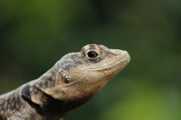 Tiro Perto Lagarto Fundo Desfocado — Fotografia de Stock