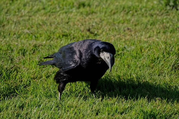 Vista Cerca Una Torre Negra Brillante Corvus Frugilegus Parada Césped — Foto de Stock