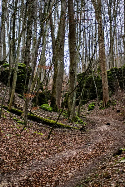 Plano Vertical Bosque Otoñal Con Árboles Secos Hojas Caídas —  Fotos de Stock