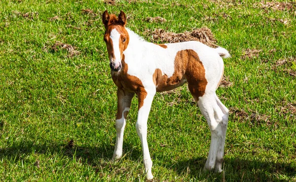 Potro Branco Marrom Bonito Pasto — Fotografia de Stock