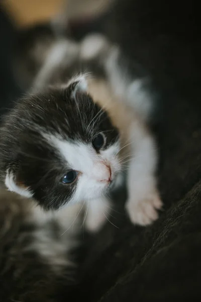Eine Nahaufnahme Eines Neugeborenen Kätzchens — Stockfoto
