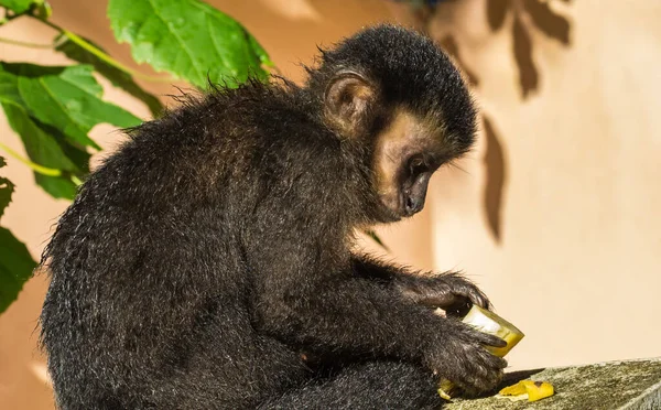 Egy Közeli Felvétel Egy Cuki Kapucinus Majomról Amint Banánt Eszik — Stock Fotó