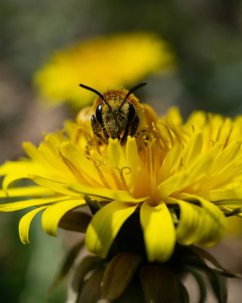 Una Abeja Minera Andrena Sobre Una Brillante Flor Amarilla Jardín — Foto de Stock