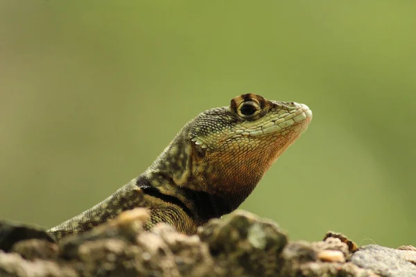 Primer Plano Lagarto Sobre Fondo Borroso —  Fotos de Stock