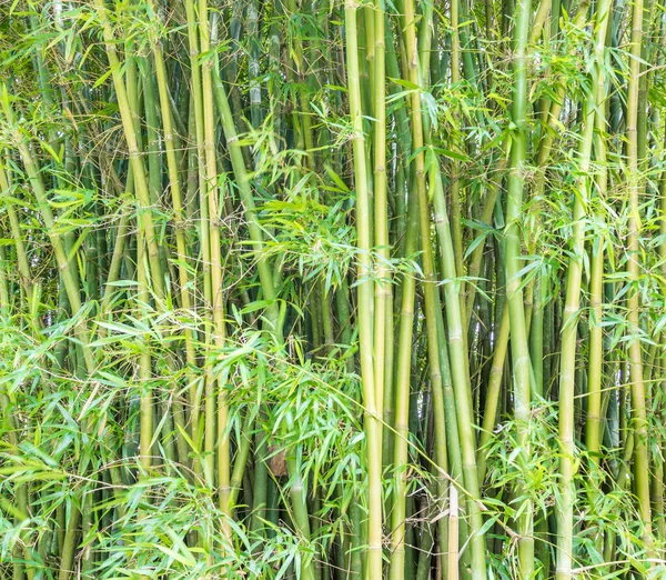 Närbild Höga Bambu — Stockfoto