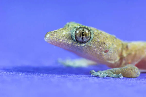 Gros Plan Gecko Sur Fond Violet — Photo