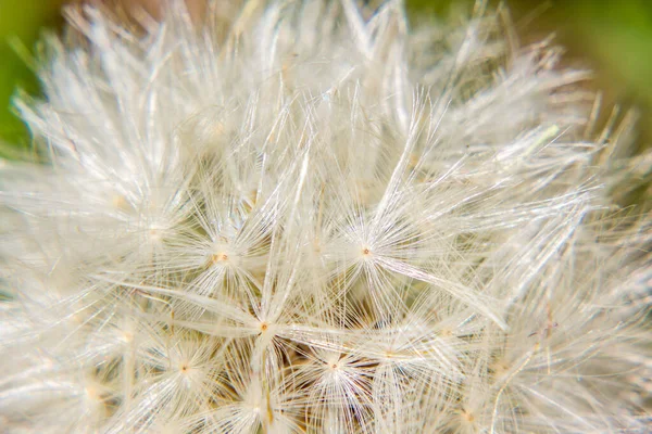 Closeup Shot White Dandelion Seeds — Stock Photo, Image