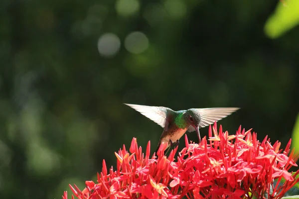 Selective Focus Shot Hummingbird Feeding Red Ixora Flowers — Stock Photo, Image