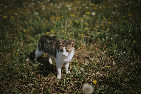 Primo Piano Gatto Sul Campo Con Denti Leone — Foto Stock