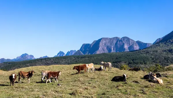 山の中の牛の放牧 — ストック写真
