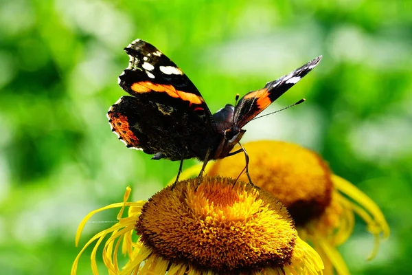 Μια Επιλεκτική Φωτογραφία Ενός Ναυάρχου Πεταλούδας Ένα Κίτρινο Λουλούδι Στον — Φωτογραφία Αρχείου