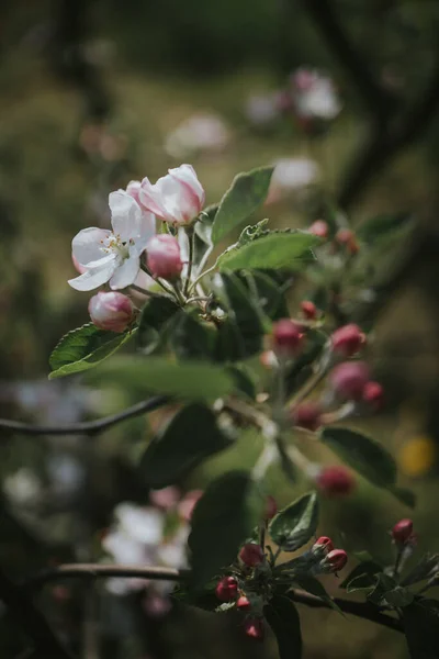 Primer Plano Flor Árbol —  Fotos de Stock