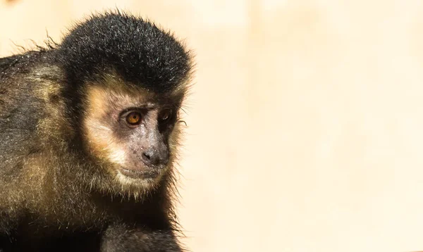 Närbild Söt Capuchin Apa — Stockfoto