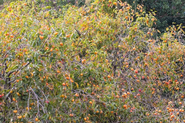 Egy Közeli Kép Fákról Egy Datolyaszilva Gyümölcsösben — Stock Fotó