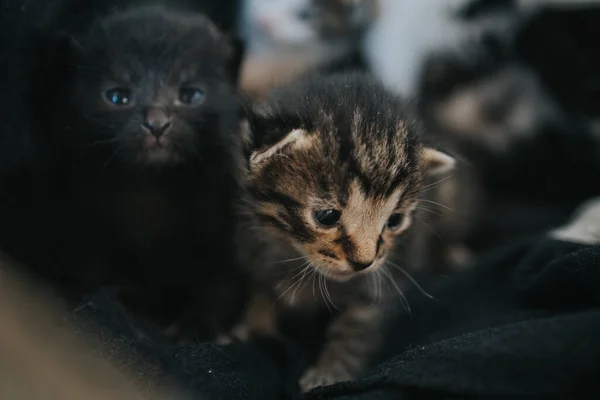 Yeni Doğmuş Bir Kedi Yavrusunun Yakından Çekimi — Stok fotoğraf