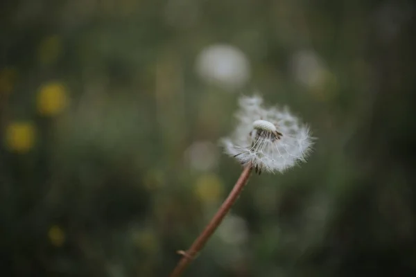 Closeup Shot White Dandelion Growing Garden — 스톡 사진