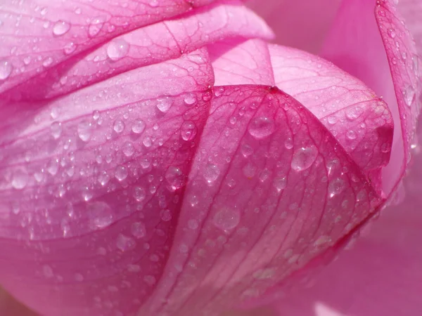 Een Close Shot Van Waterdruppels Roze Bloemblaadjes Van Een Lotusbloem — Stockfoto