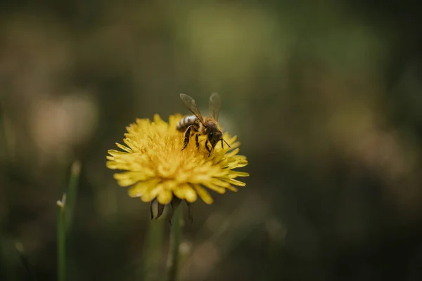 Detailní Záběr Včely Žluté Pampelišce — Stock fotografie