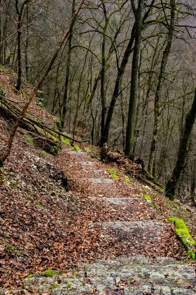 Vertikální Záběr Podzimního Lesa Suchými Stromy Spadanými Listy — Stock fotografie
