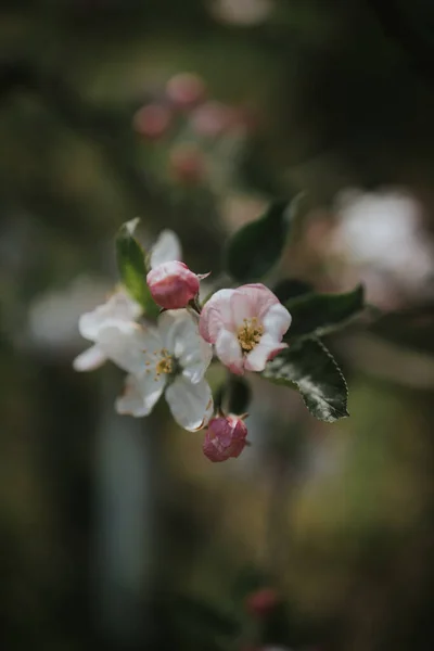 木の枝に桜の垂直ショット — ストック写真
