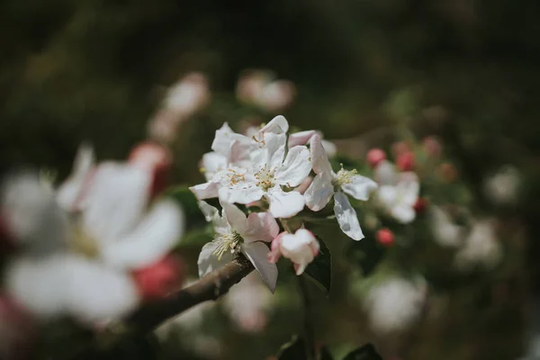 Primer Plano Flor Árbol —  Fotos de Stock