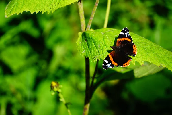 Enfoque Selectivo Una Mariposa Almirante Sobre Una Hoja Verde Bajo — Foto de Stock