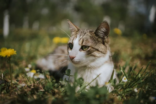Ένα Κοντινό Πλάνο Μιας Γάτας Στο Γήπεδο Πικραλίδες — Φωτογραφία Αρχείου