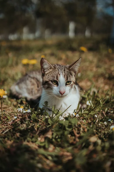 Vertical Shot Cute White Brown Cat Lying Field — Stock Photo, Image