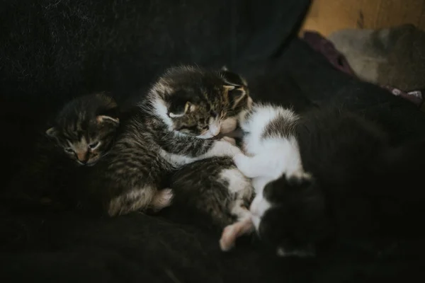 Şirin Kedi Yavrularının Yakın Plan Fotoğrafı — Stok fotoğraf