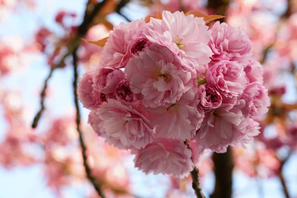 Tiro Foco Seletivo Flores Cerejeira — Fotografia de Stock
