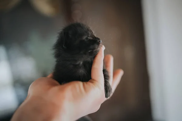 Nahaufnahme Eines Neugeborenen Kätzchens Auf Der Hand — Stockfoto