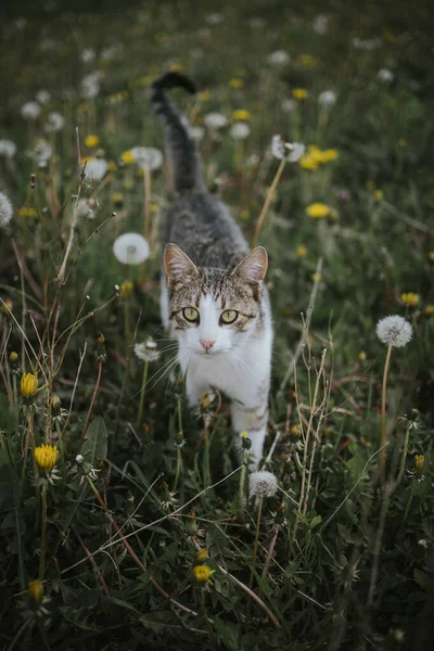 Bir Kedinin Karahindiba Tarlasında Çekilmiş Yakın Plan Fotoğrafı — Stok fotoğraf