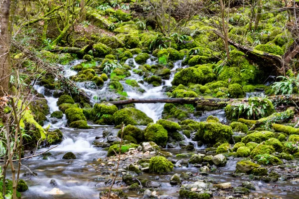 Una Cascada Con Rocas Musgosas Bosque —  Fotos de Stock