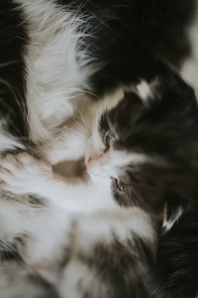 Een Close Shot Van Pasgeboren Kittens — Stockfoto