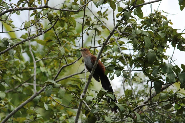 松鼠杜鹃栖息在树枝上的选择性聚焦镜头 — 图库照片