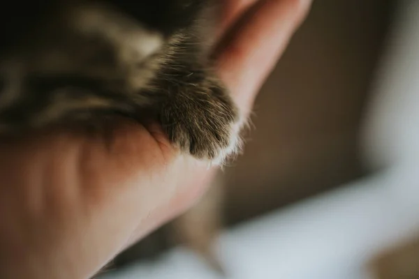 Närbild Nyfödd Kattunge Till Hands — Stockfoto