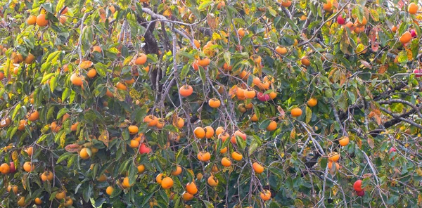 Een Close Shot Van Rijp Persimmon Fruit Een Boom — Stockfoto